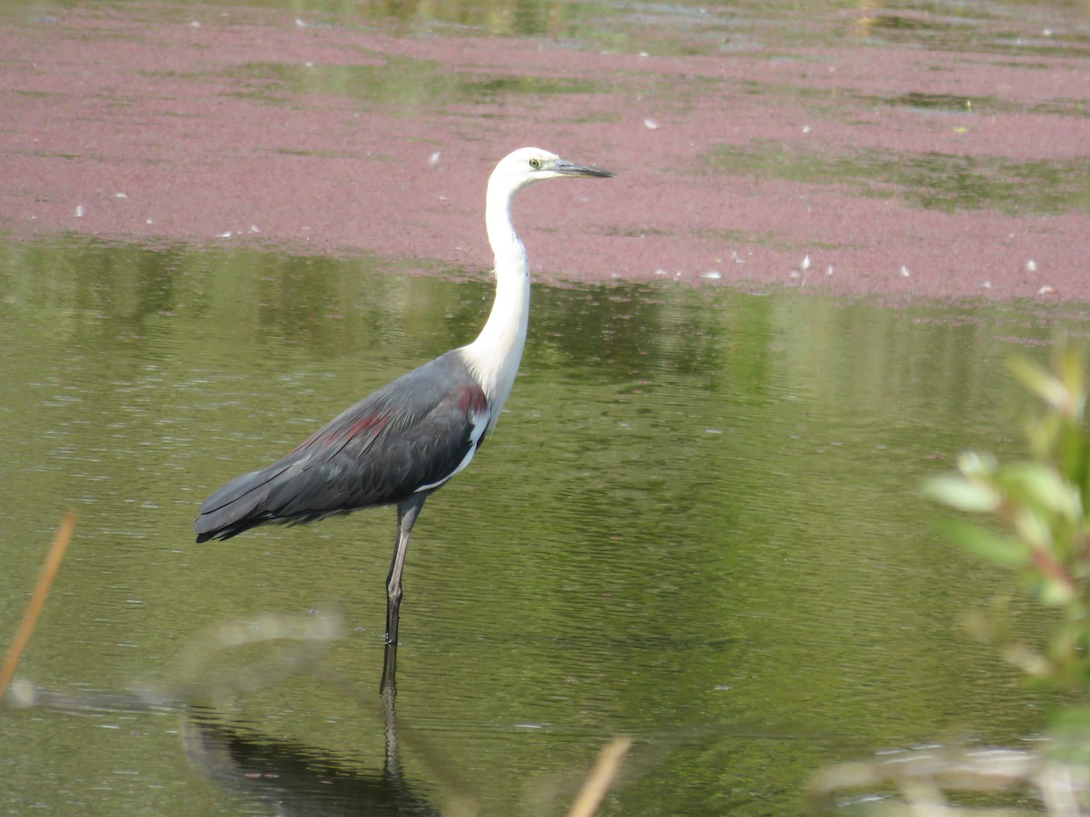 Pacific Heron - ML642904365