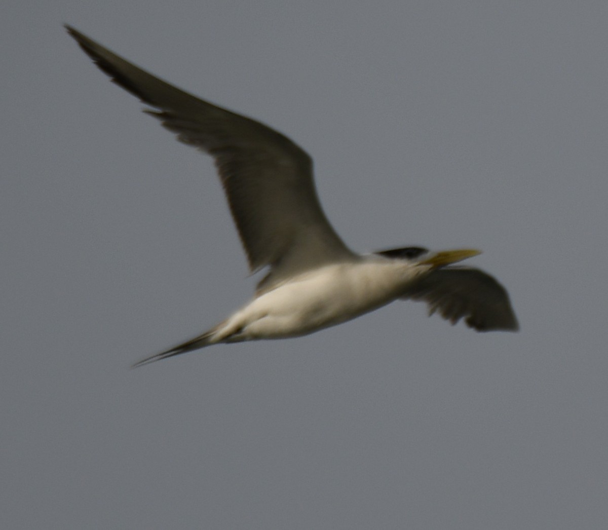Great Crested Tern - ML642904366