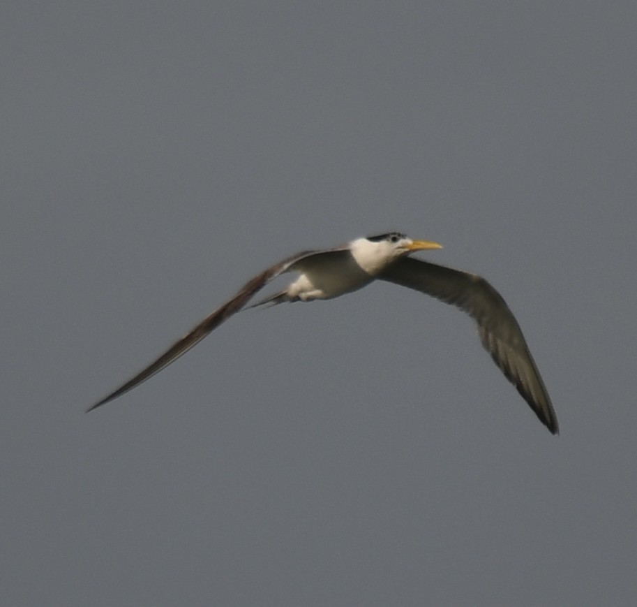 Great Crested Tern - ML642904370