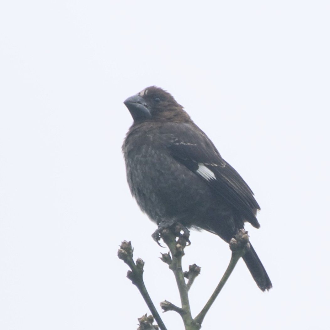 Grosbeak Weaver - ML642904379