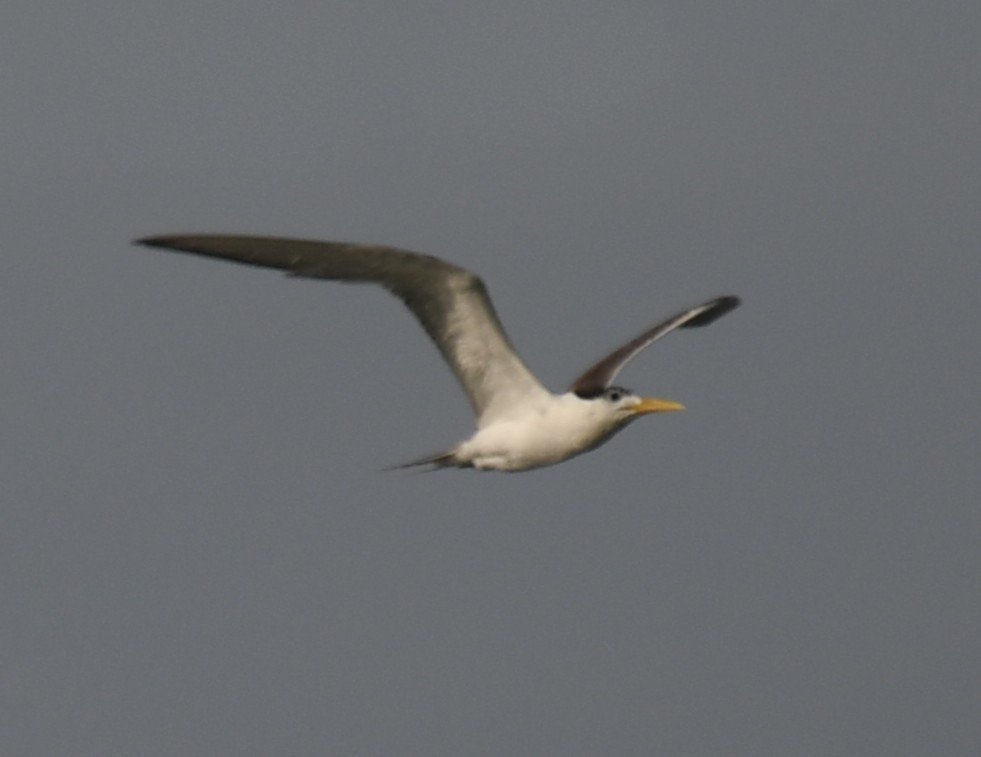 Great Crested Tern - ML642904380