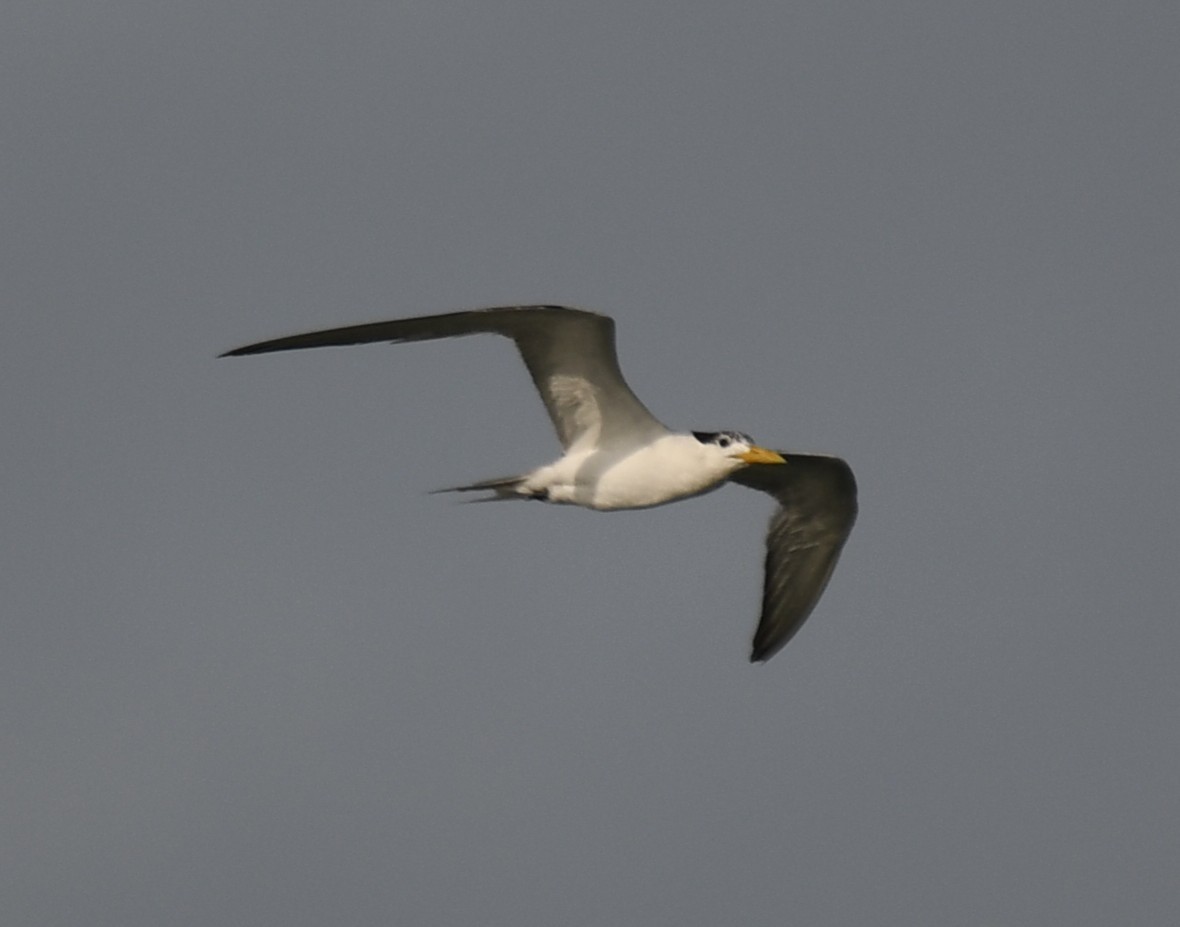 Great Crested Tern - ML642904381