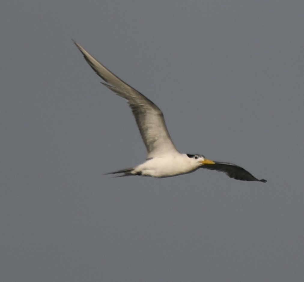 Great Crested Tern - ML642904385