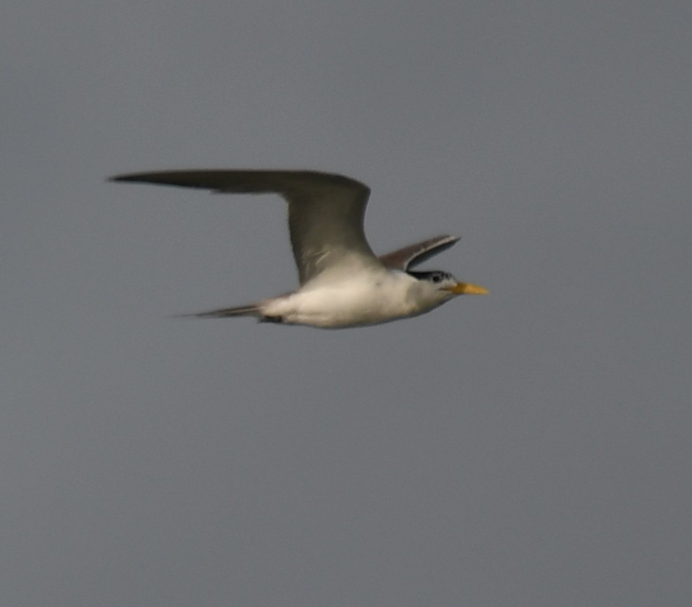 Great Crested Tern - ML642904386