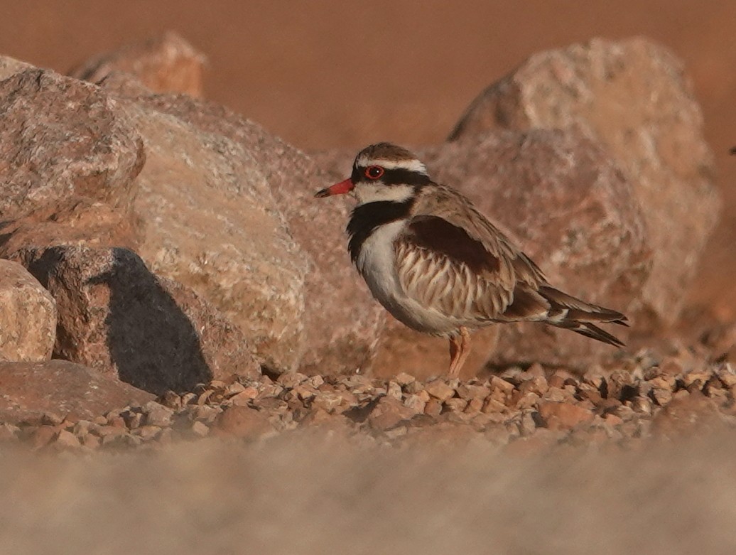 Black-fronted Dotterel - ML642904387