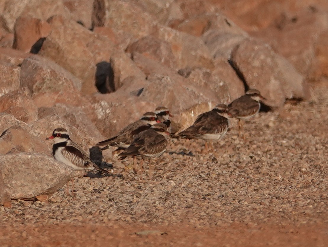 Black-fronted Dotterel - ML642904388