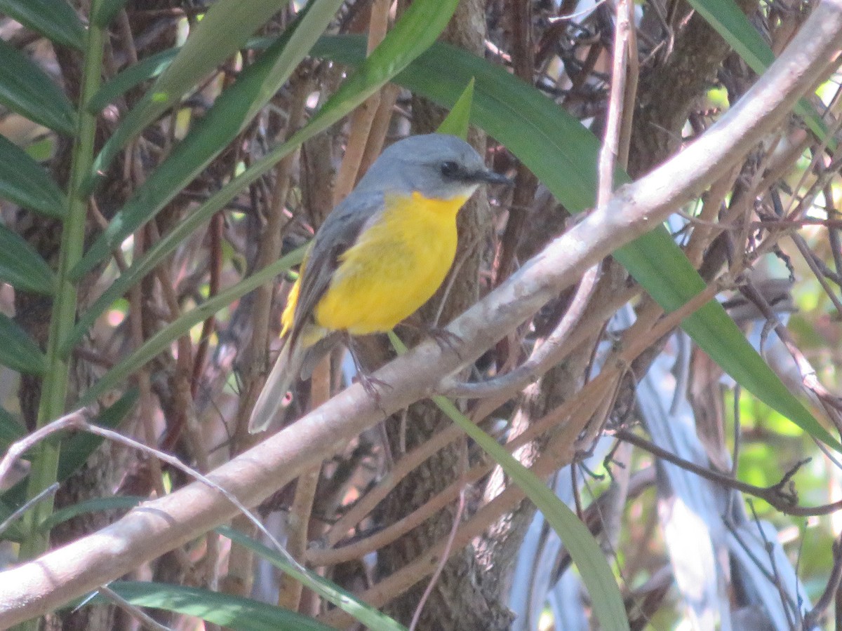 Eastern Yellow Robin - ML642904389
