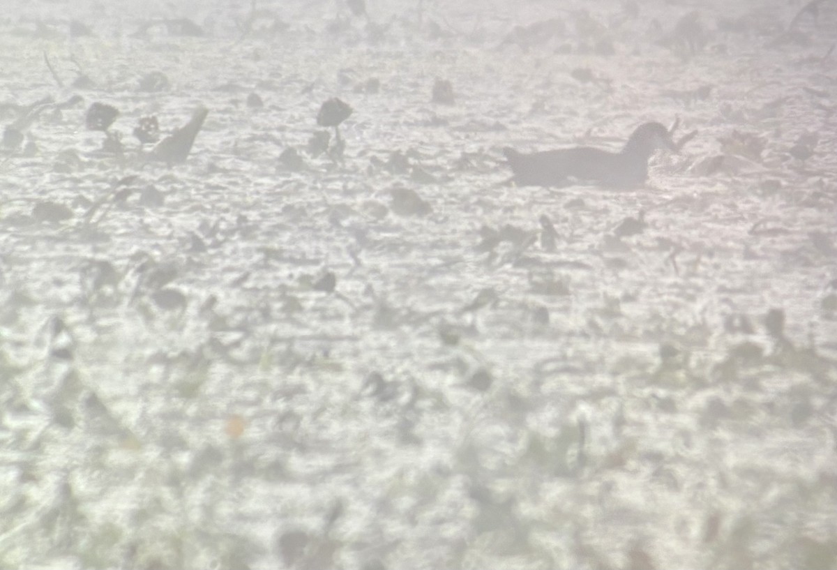 Common Gallinule - ML642904392