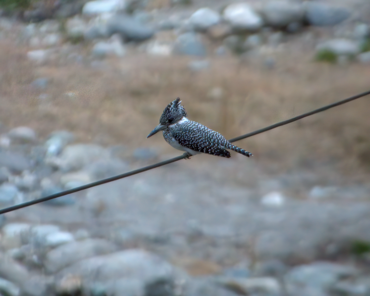 Crested Kingfisher - ML642904396