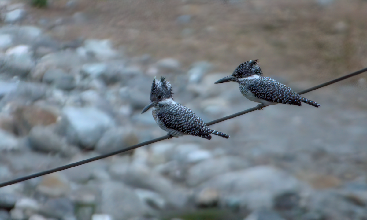 Crested Kingfisher - ML642904397