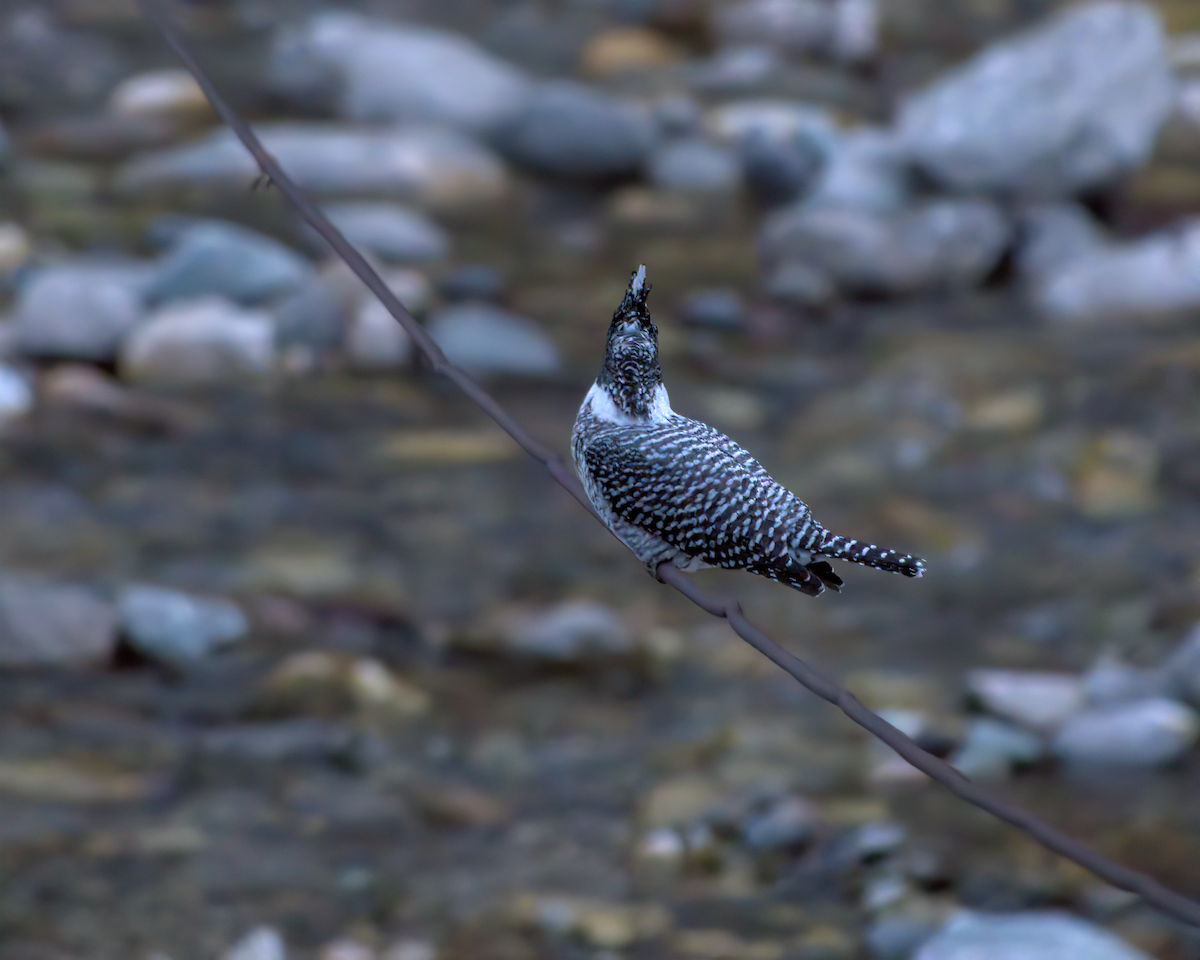 Crested Kingfisher - ML642904400