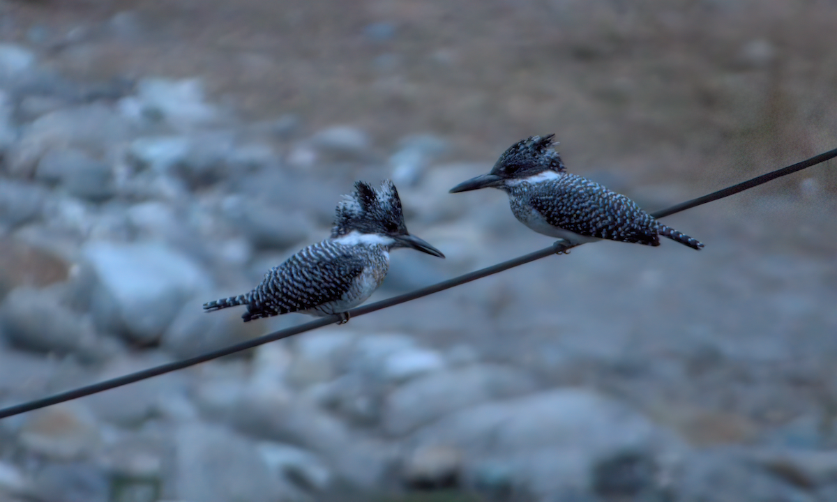 Crested Kingfisher - ML642904401