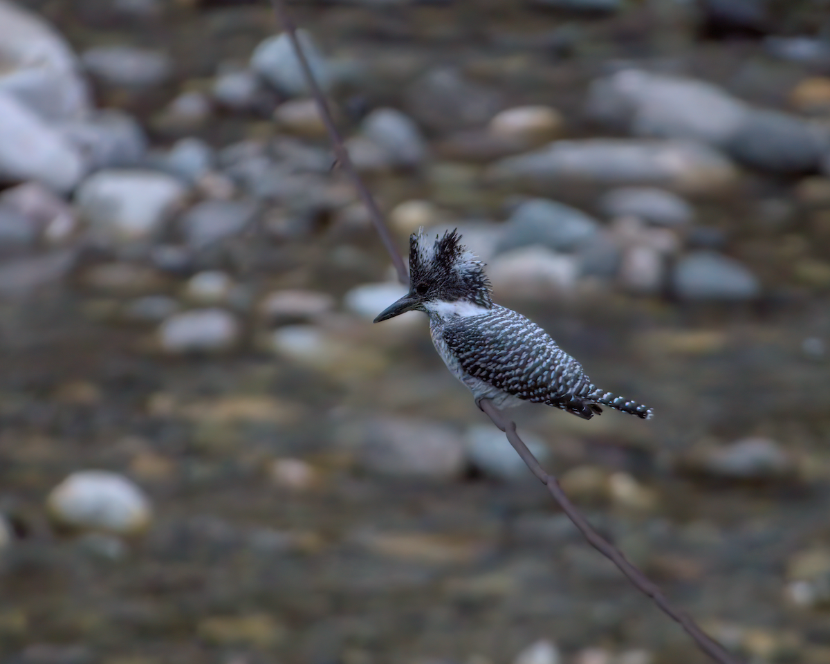 Crested Kingfisher - ML642904402