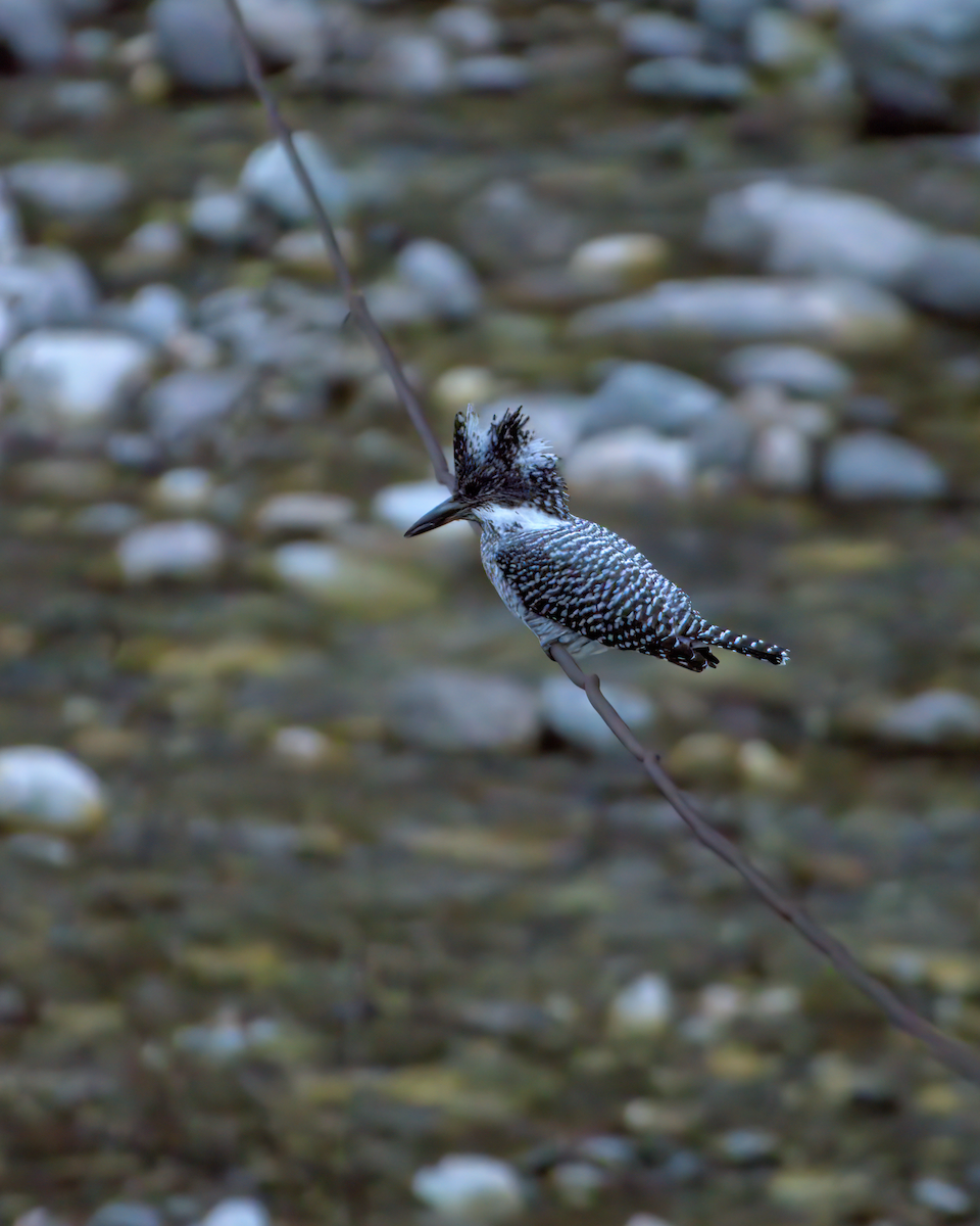 Crested Kingfisher - ML642904403