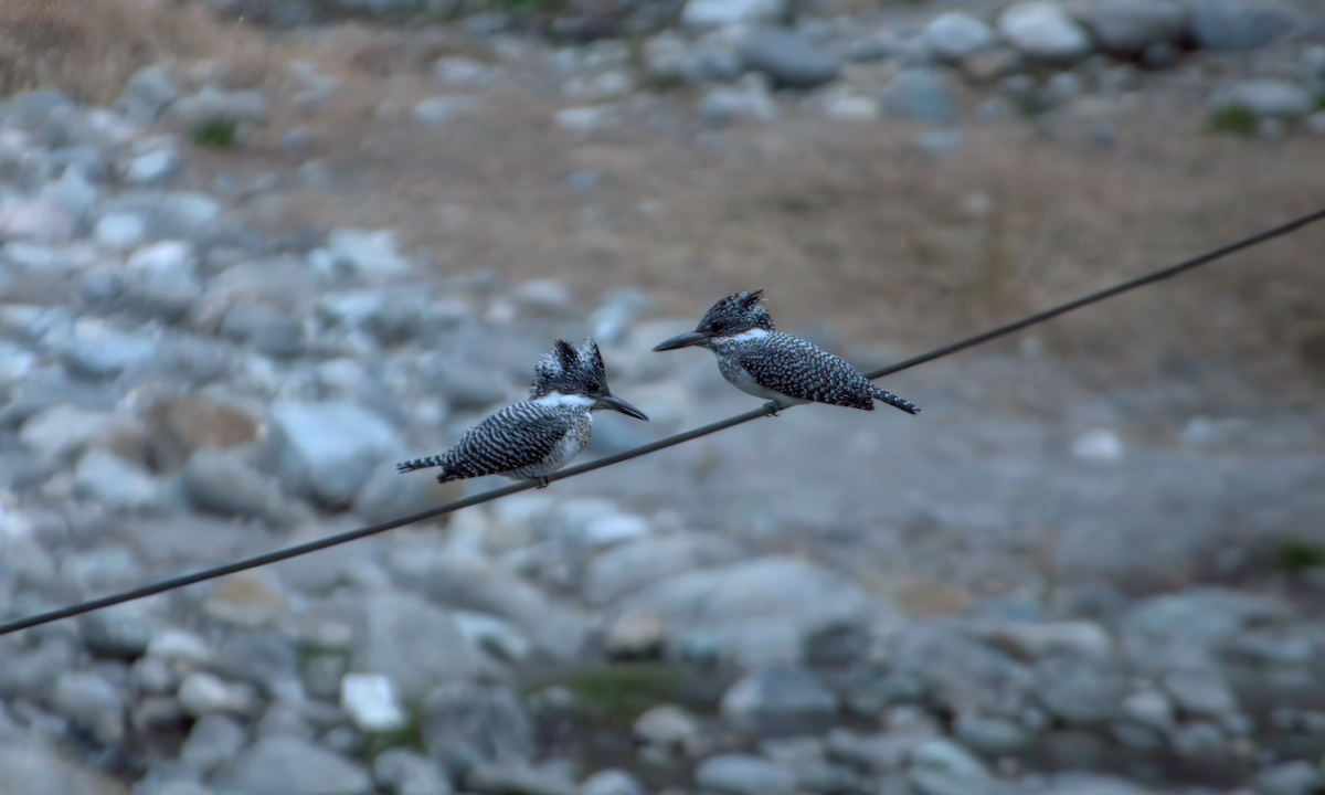Crested Kingfisher - ML642904404