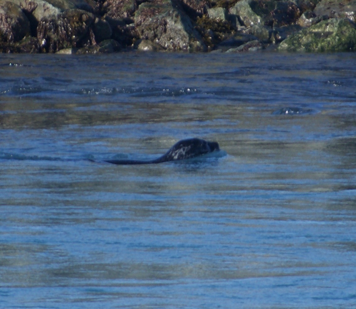 Grey Seal - ML642904408