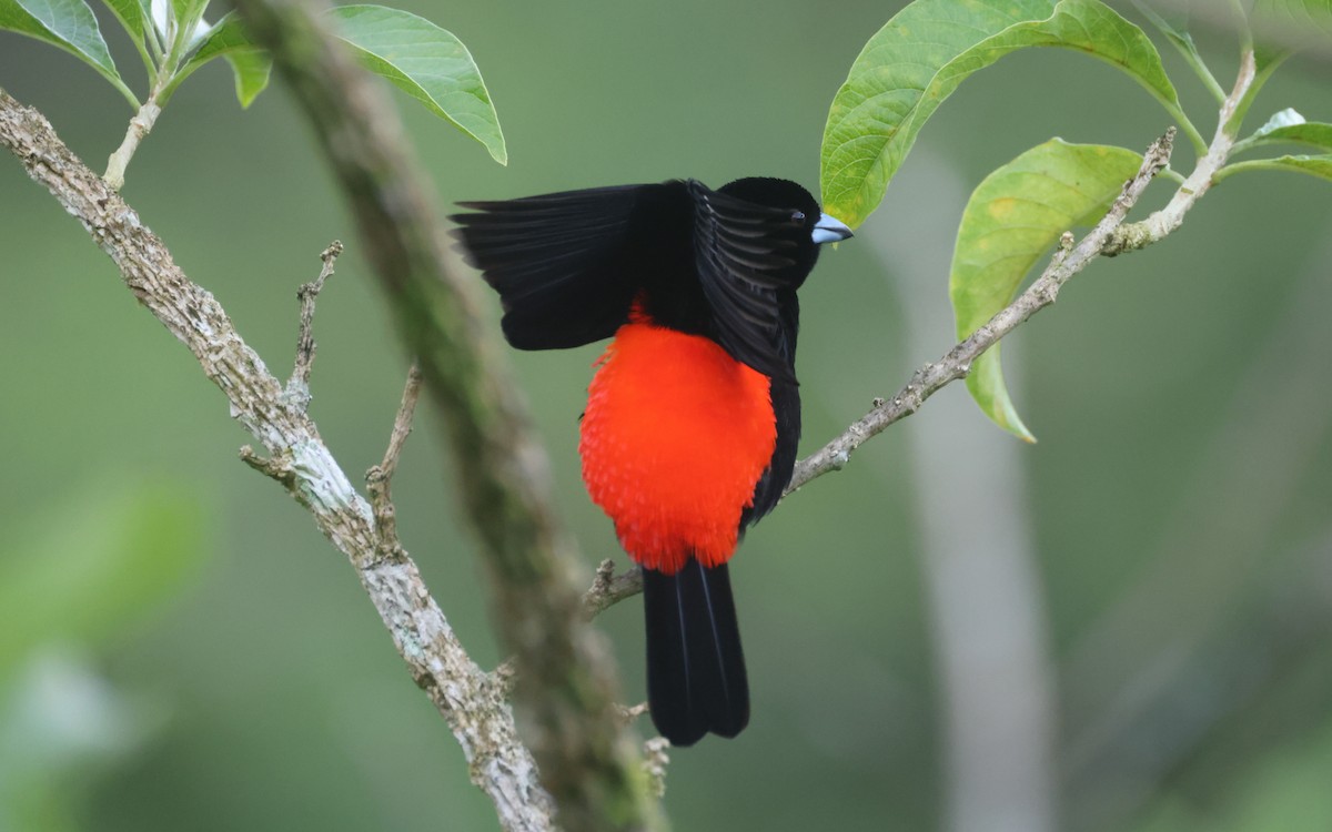 Scarlet-rumped Tanager - ML642904412