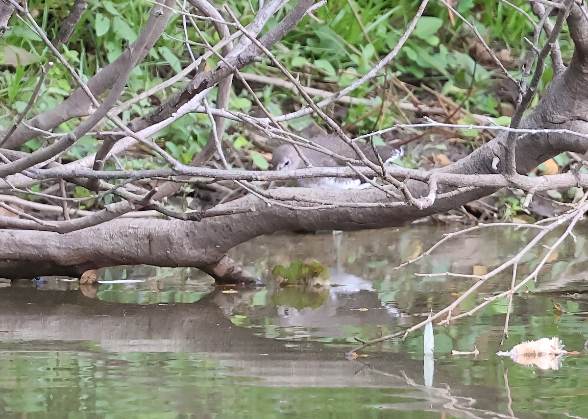 Waldwasserläufer - ML642904421