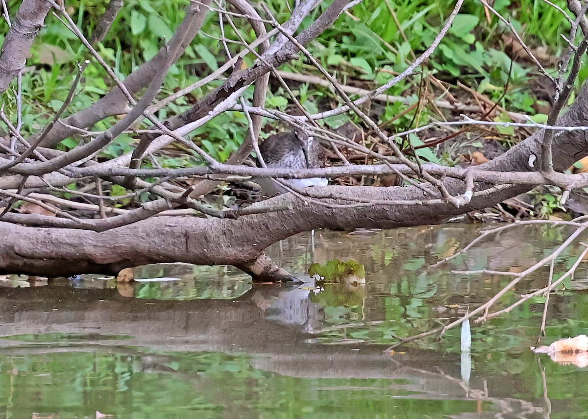 Waldwasserläufer - ML642904422