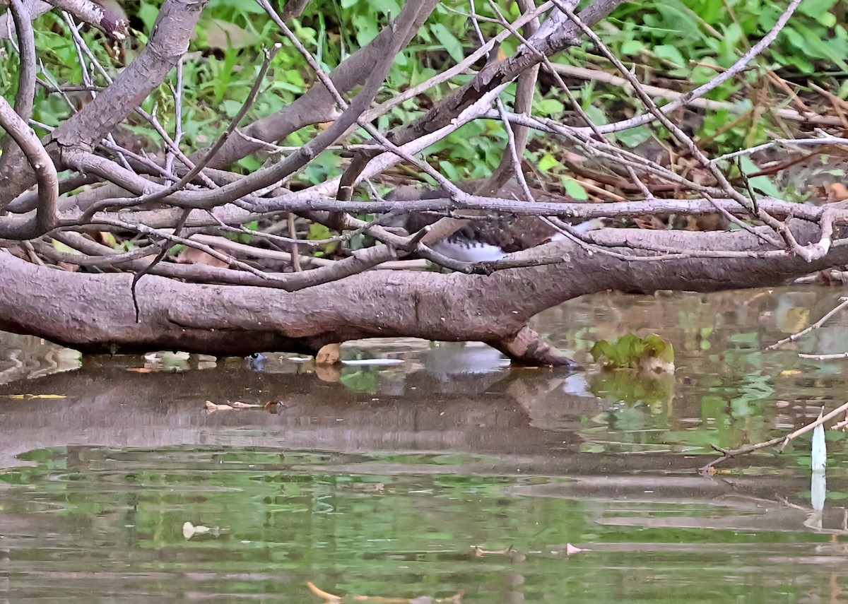 Waldwasserläufer - ML642904423