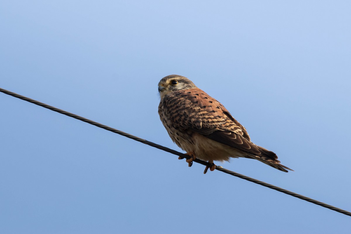 בז מצוי - ML642904428
