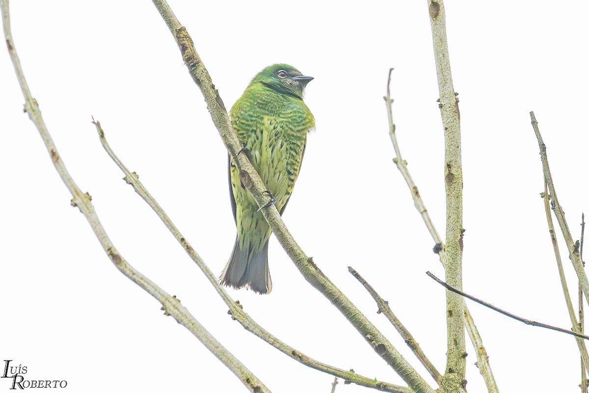 Swallow Tanager - ML642904429