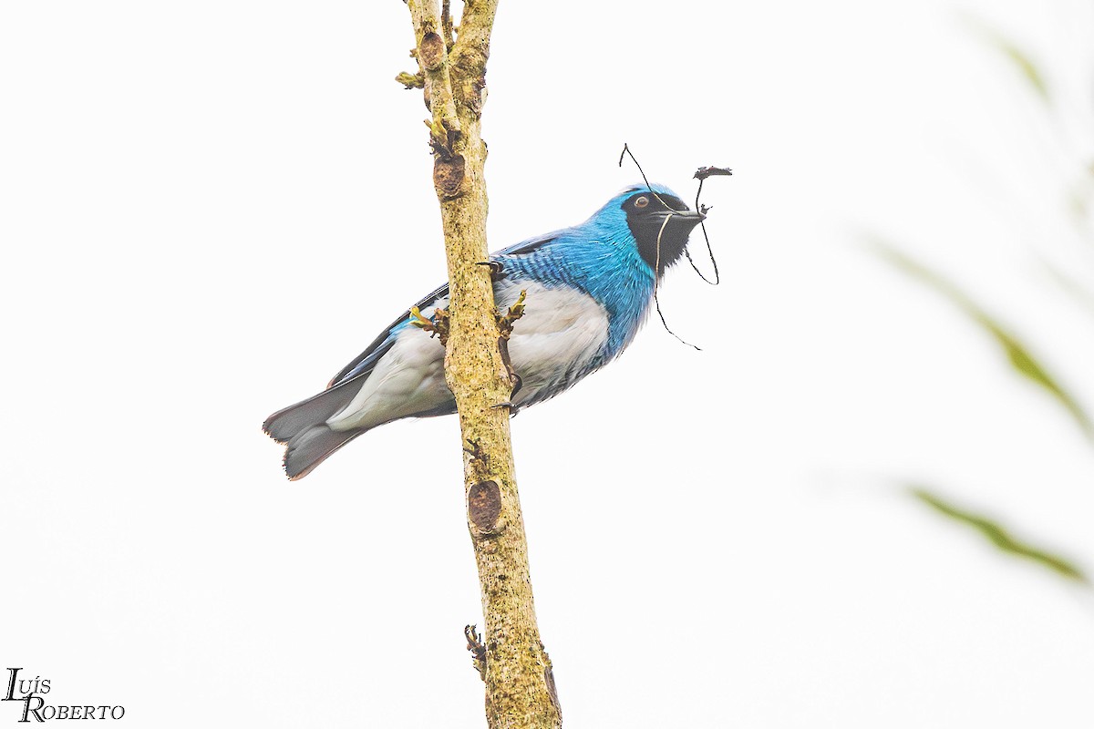 Swallow Tanager - ML642904430
