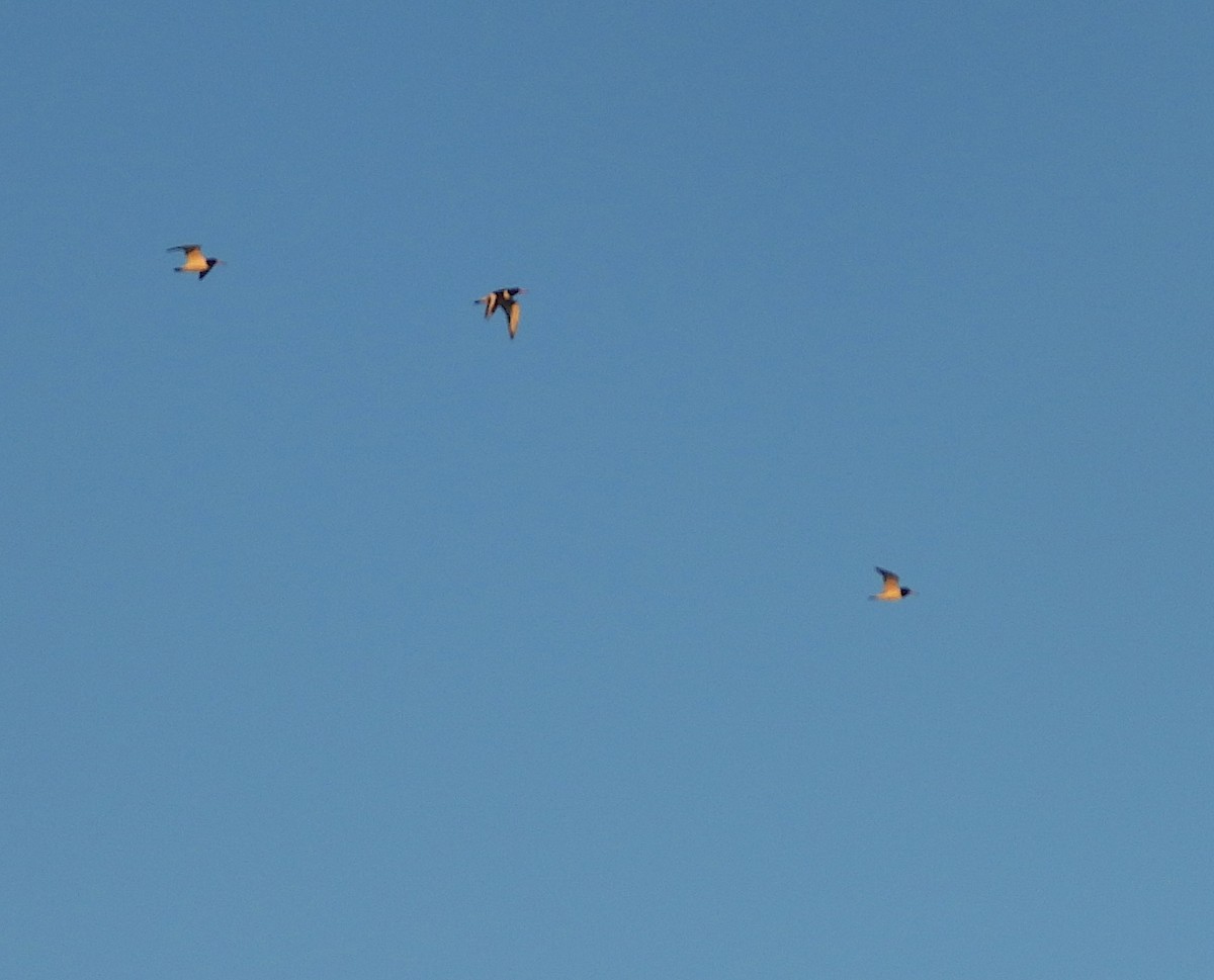 Eurasian Oystercatcher - ML642904434