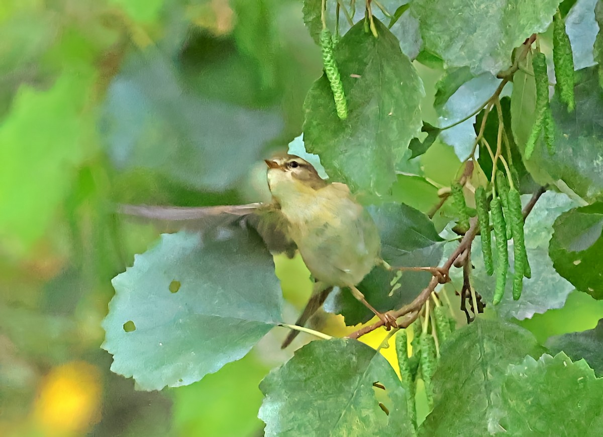 Willow Warbler - ML642904435
