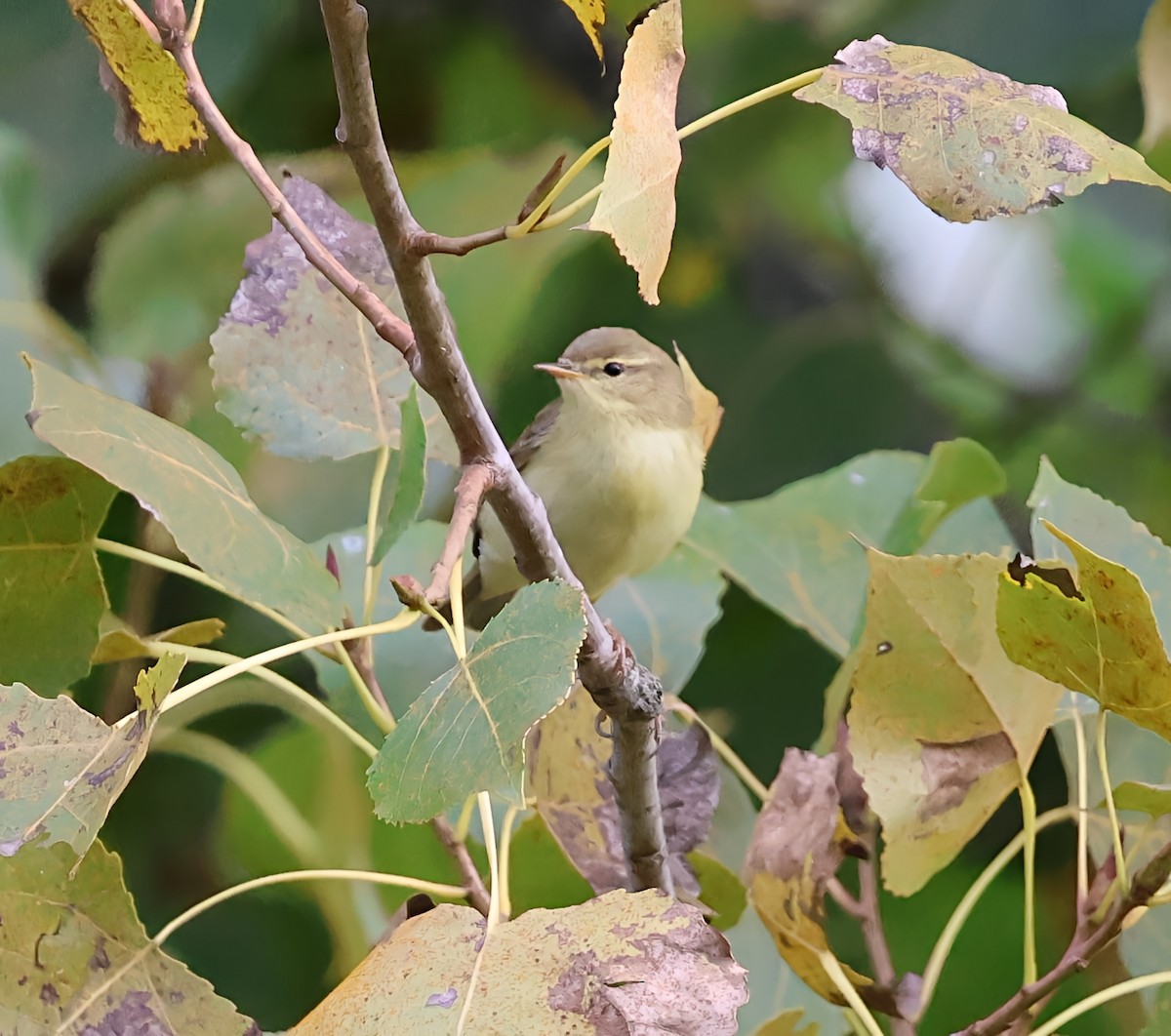 Willow Warbler - ML642904436