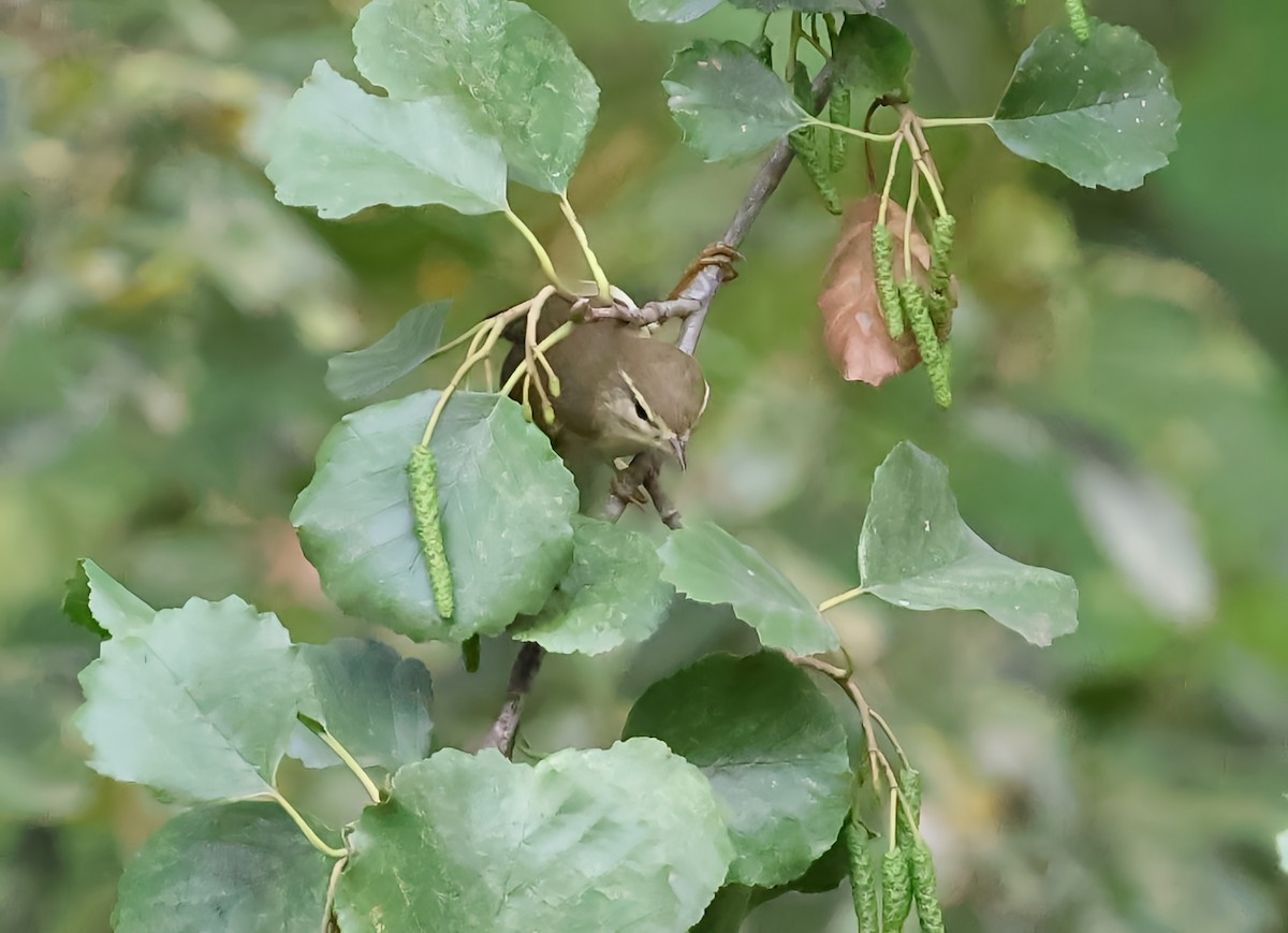 Willow Warbler - ML642904437