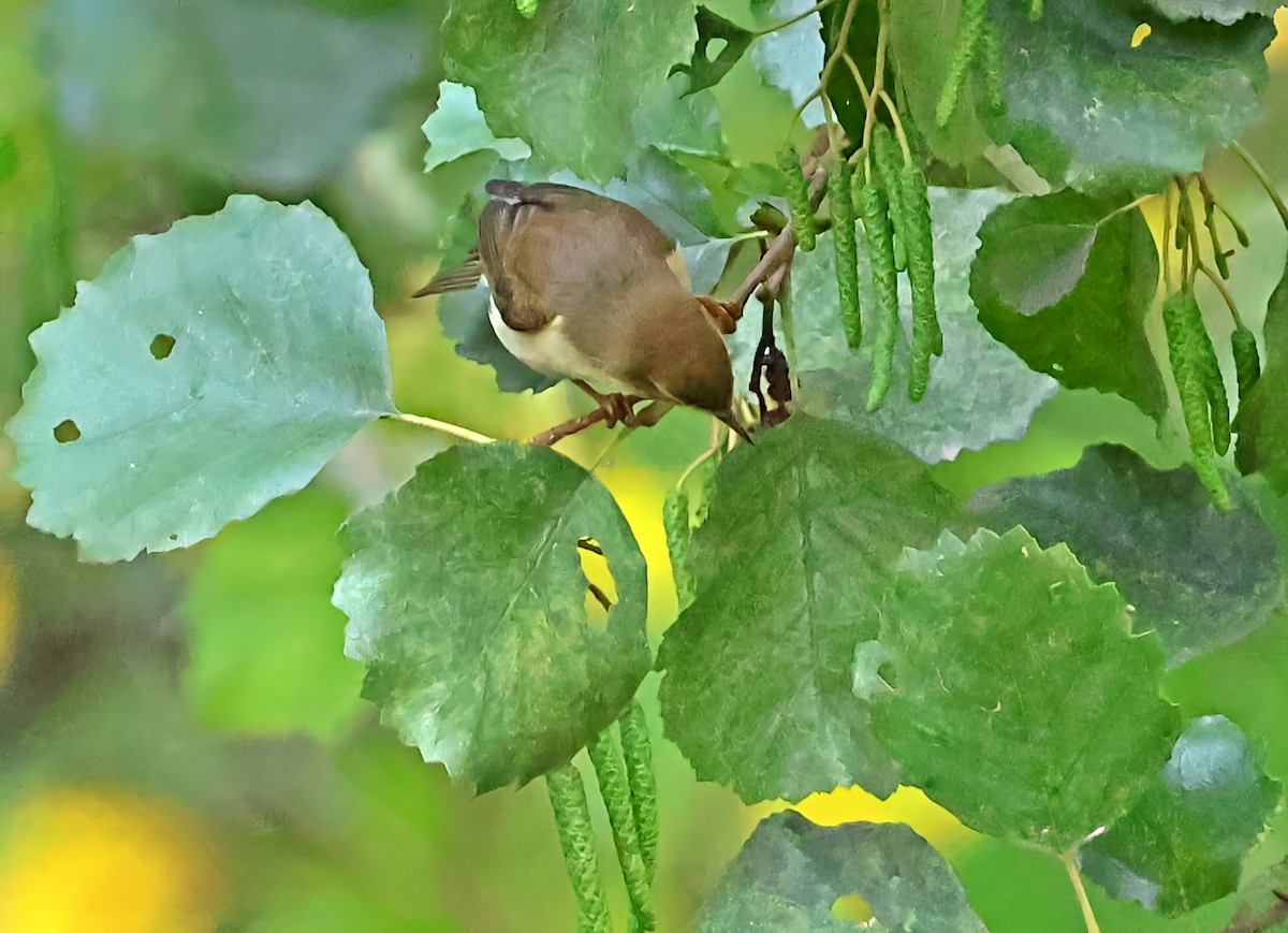 Willow Warbler - ML642904438