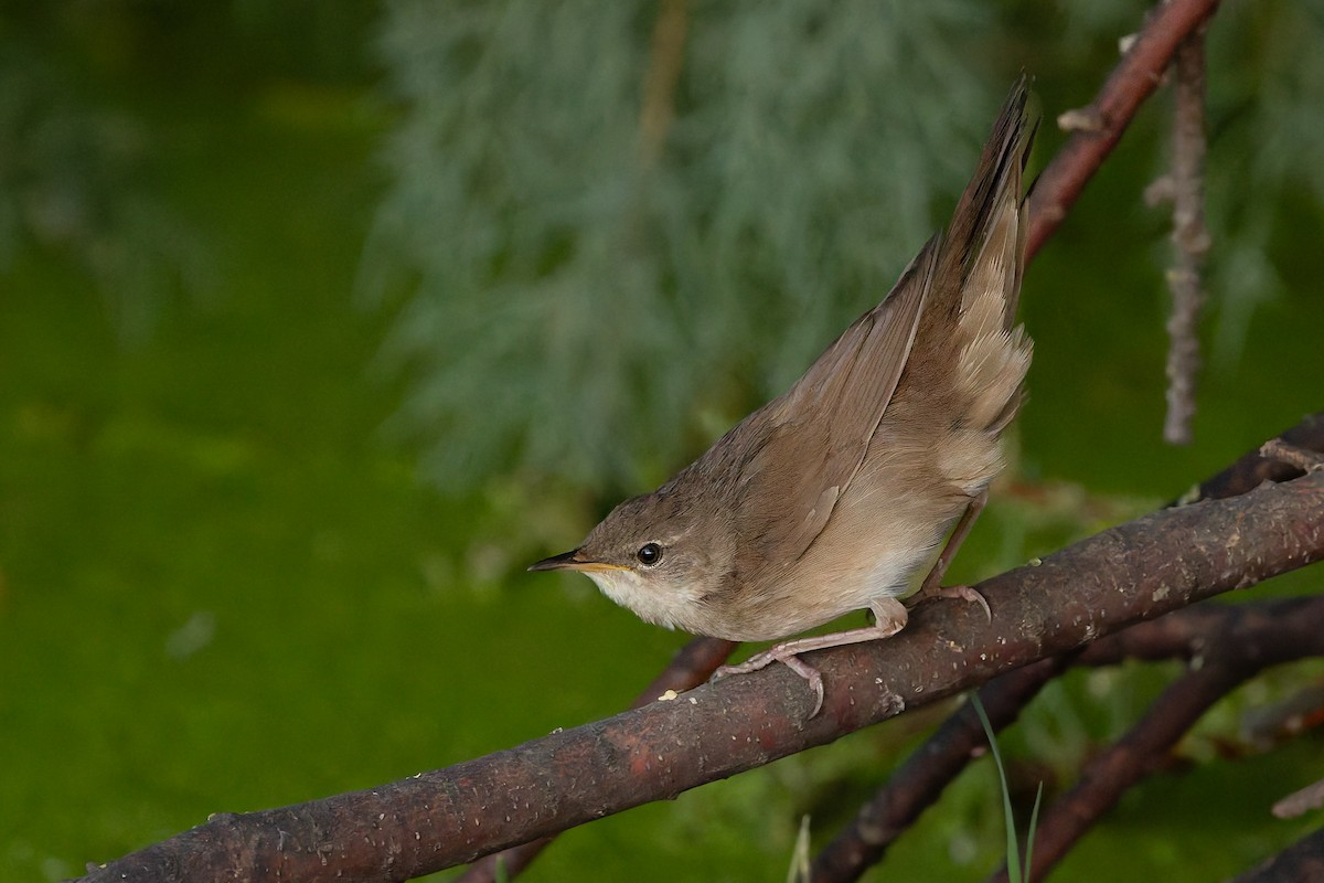 Savi's Warbler - ML642904440