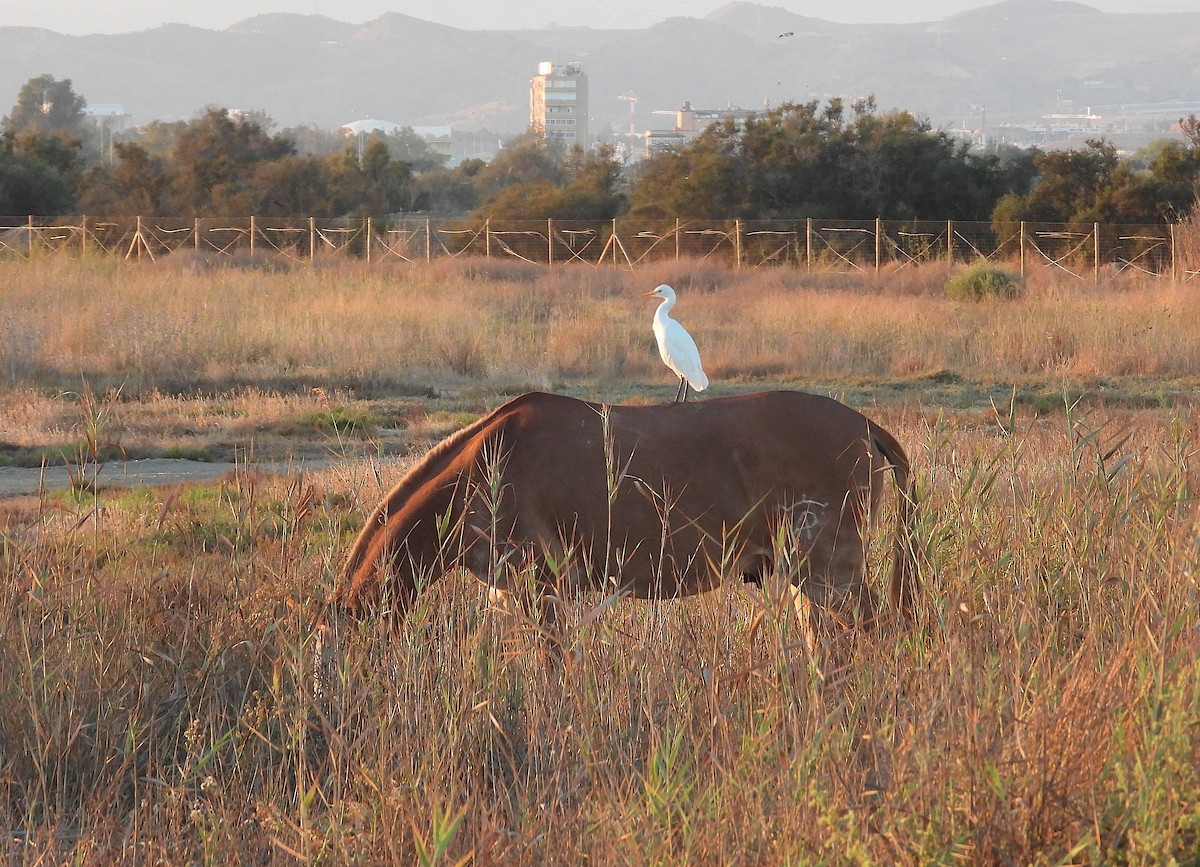 Western Cattle-Egret - ML642904443