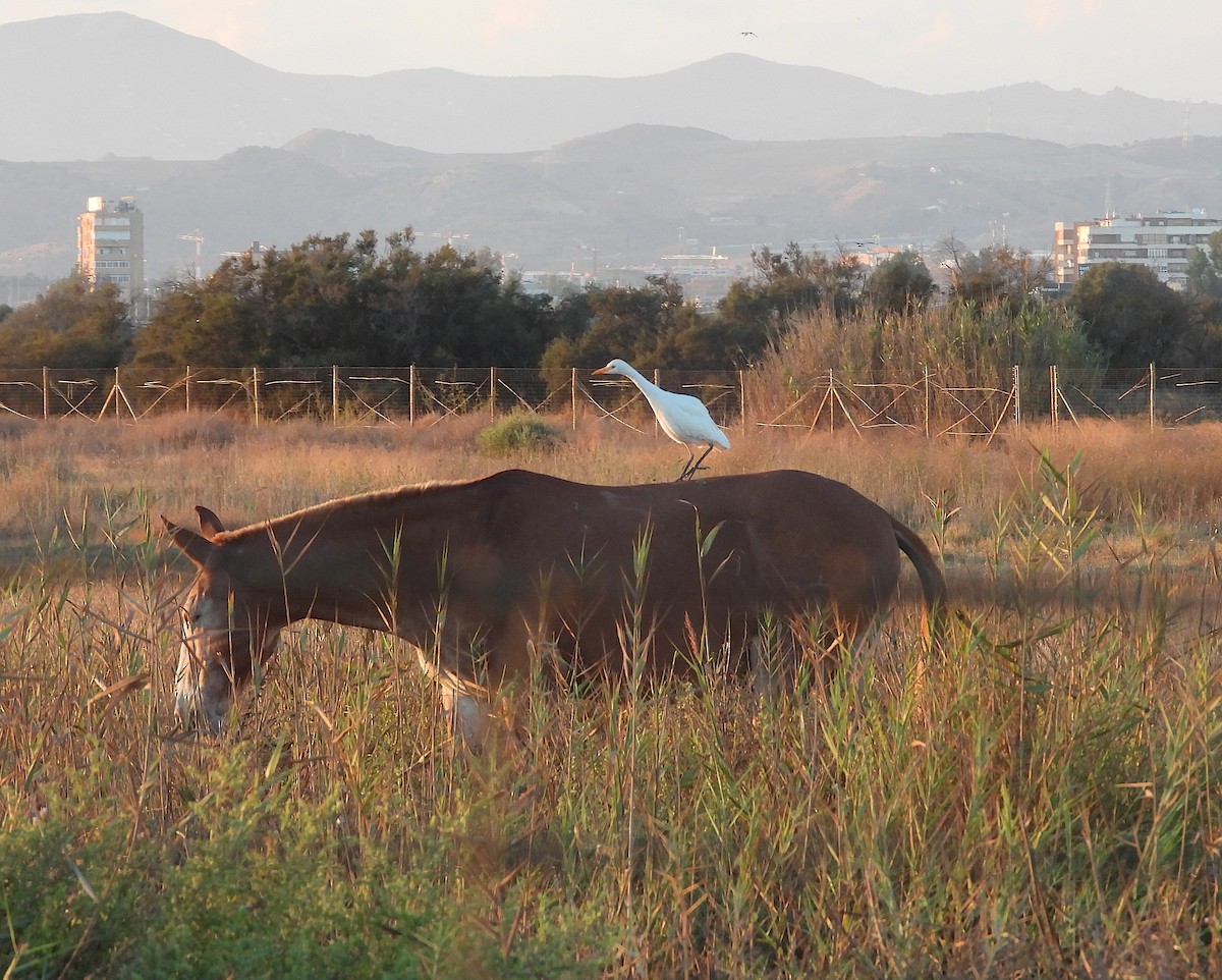 Western Cattle-Egret - ML642904444