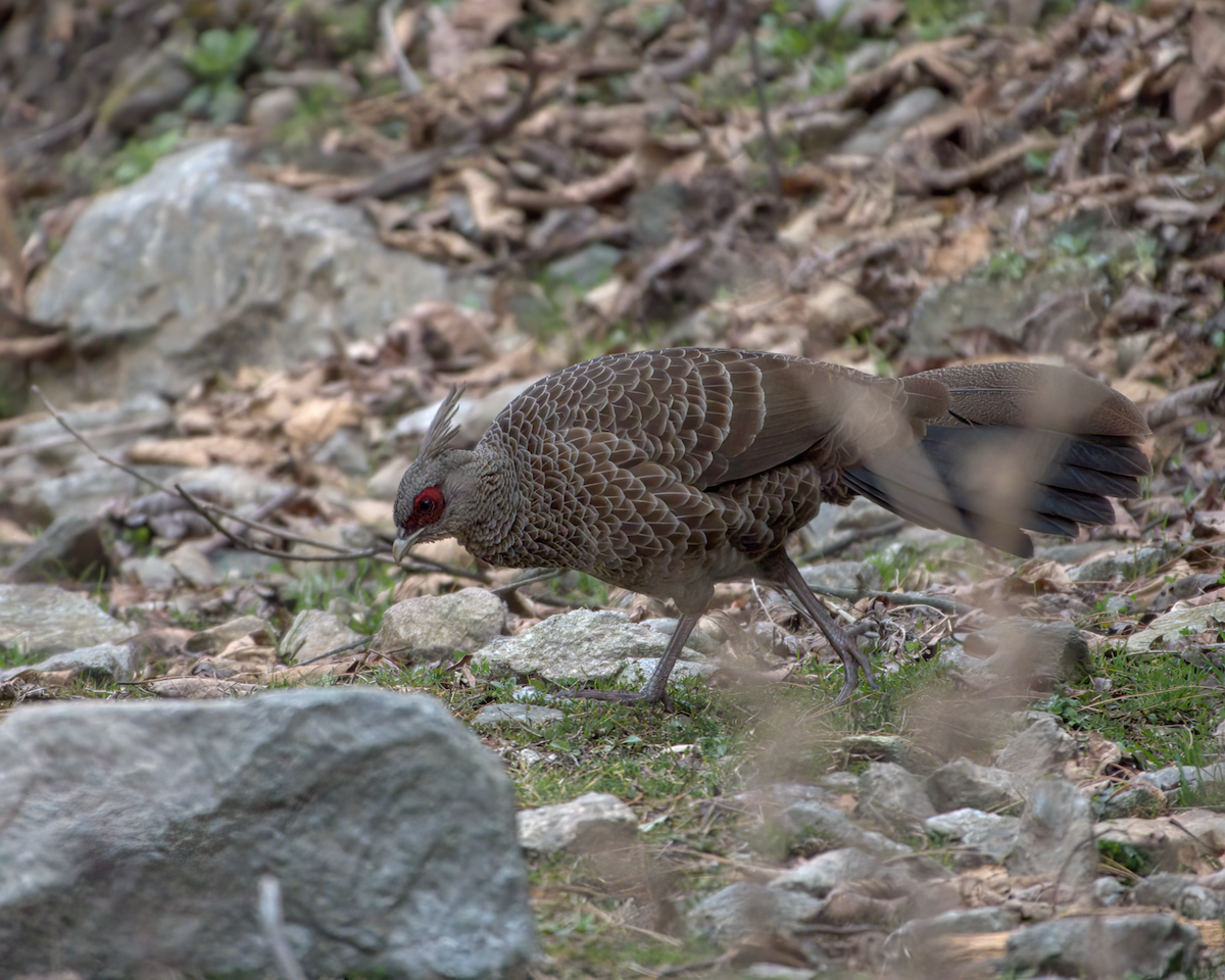 Kalij Pheasant - ML642904457