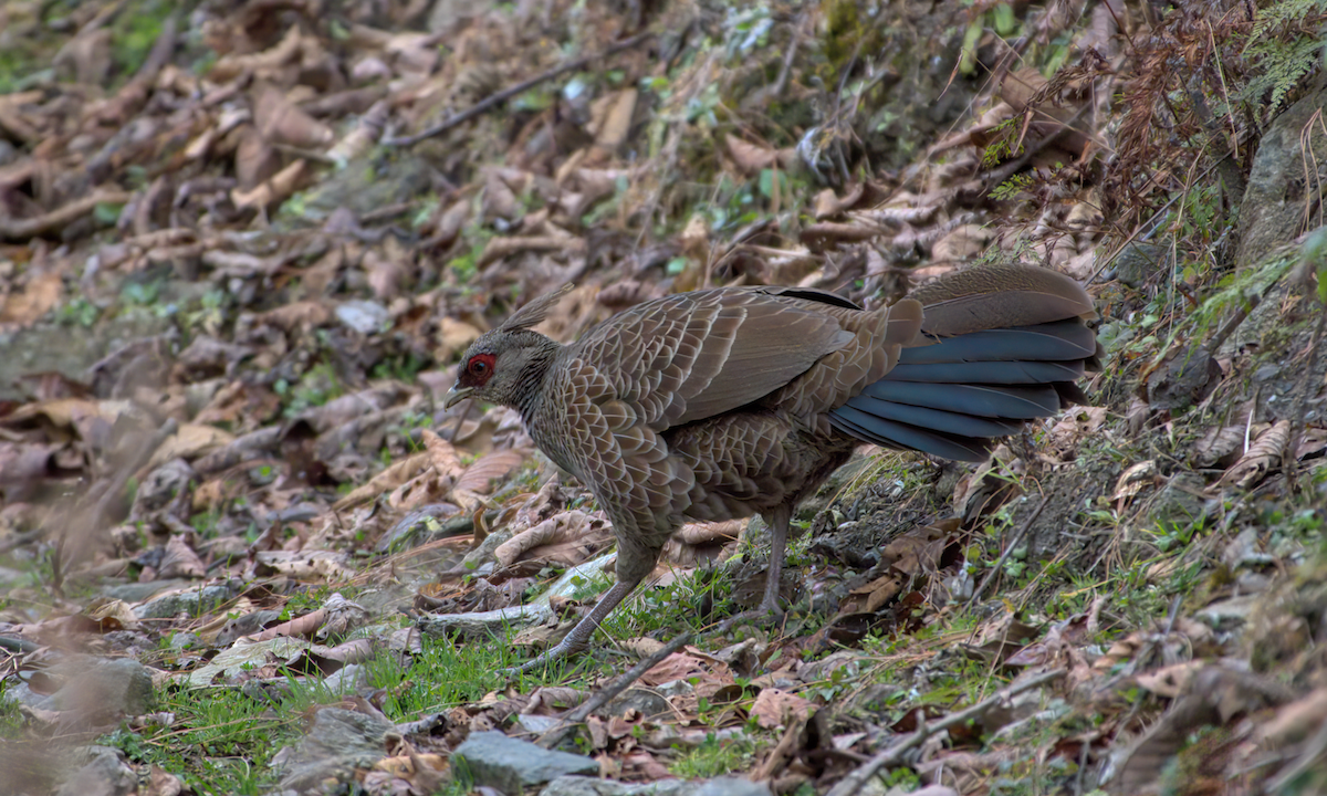 Kalij Pheasant - ML642904460