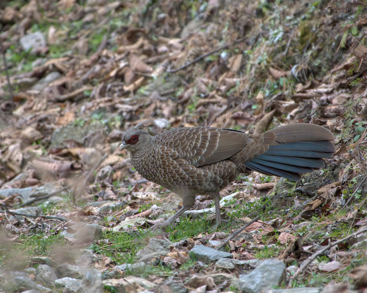 Kalij Pheasant - ML642904461