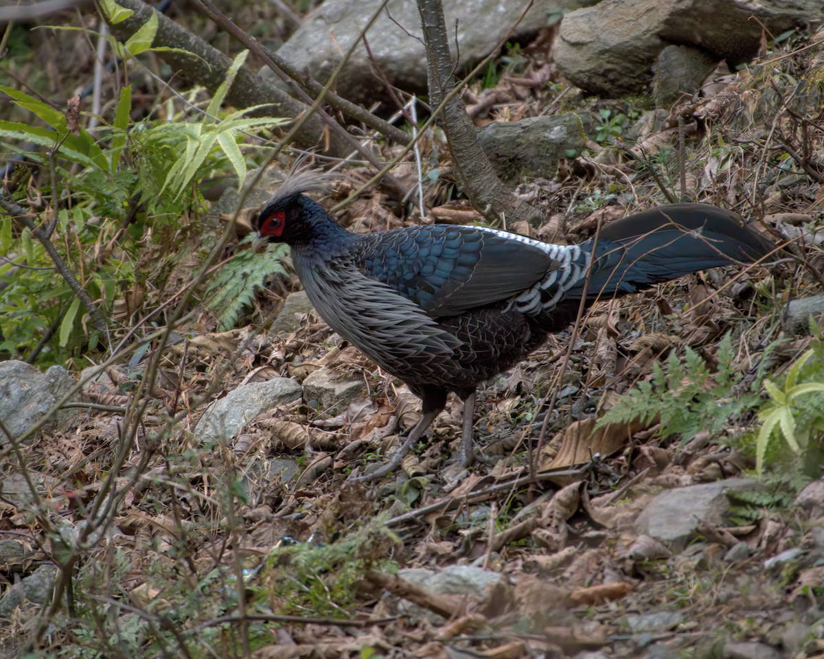 Kalij Pheasant - ML642904462