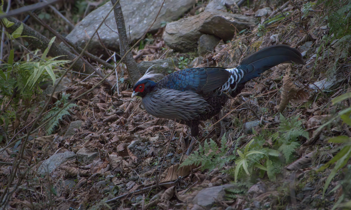 Kalij Pheasant - ML642904463