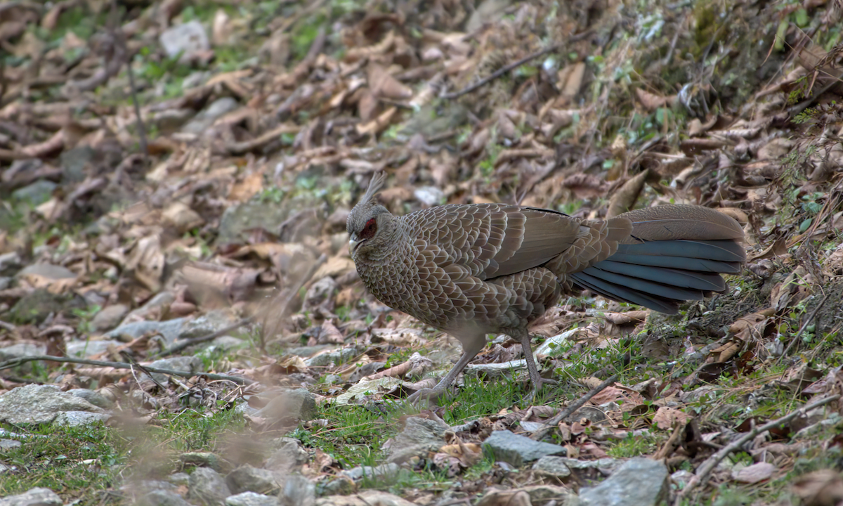 Kalij Pheasant - ML642904464