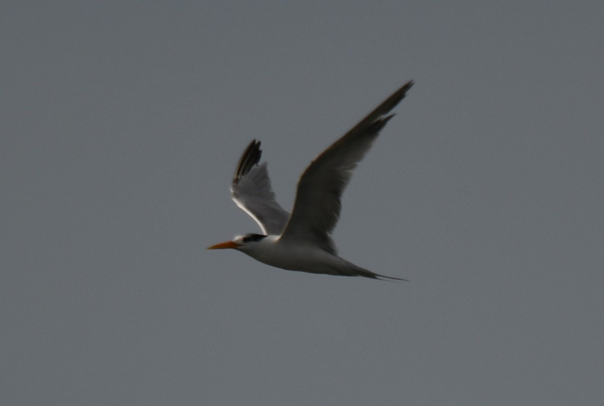 Lesser Crested Tern - ML642904475