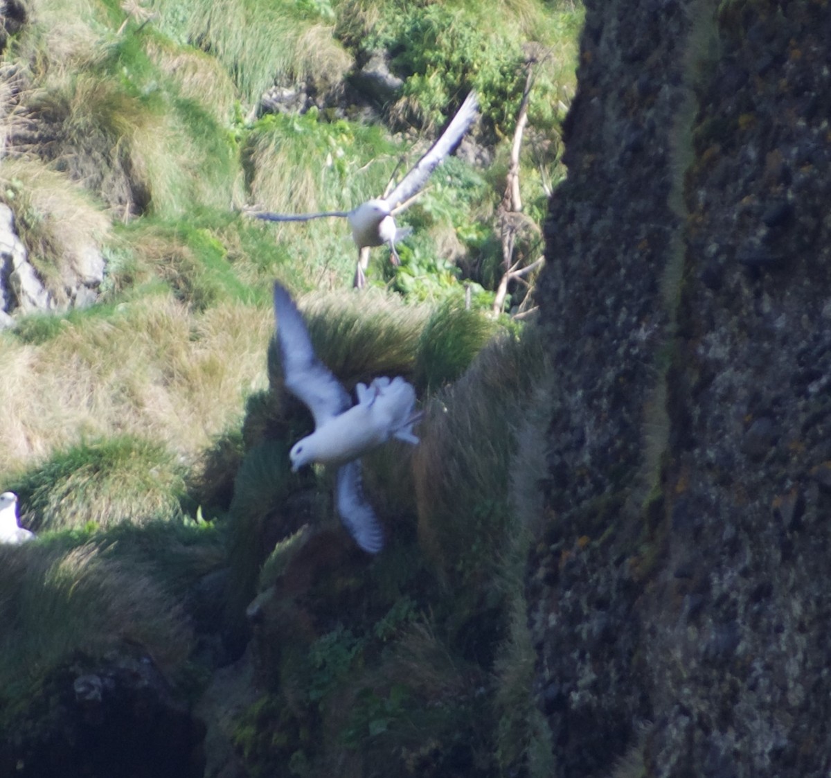 Northern Fulmar - ML642904477