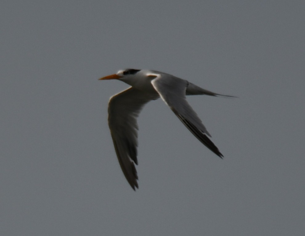 Lesser Crested Tern - ML642904478