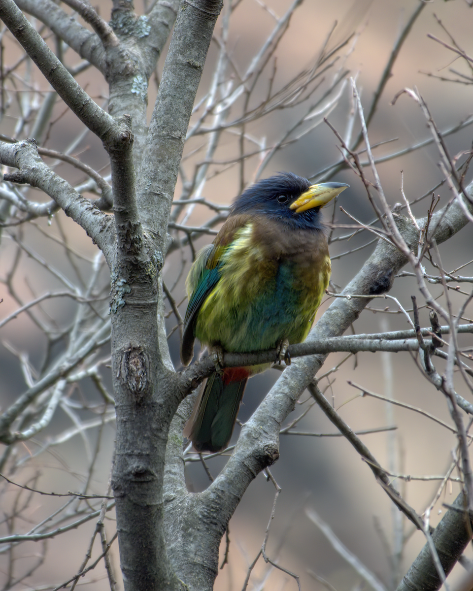 Great Barbet - ML642904490