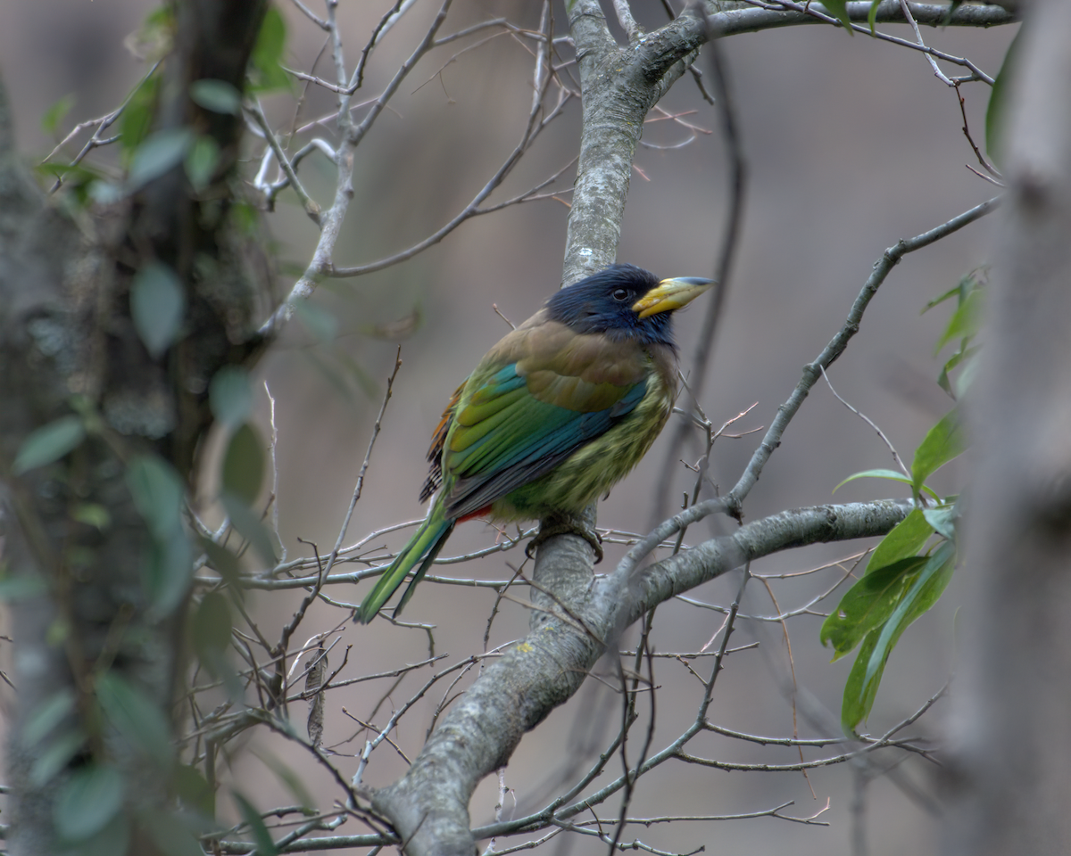 Great Barbet - ML642904491