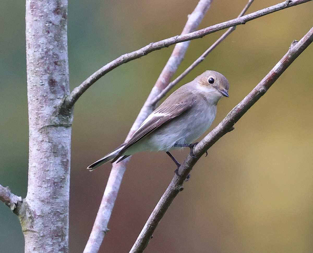 European Pied Flycatcher - Joao Freitas