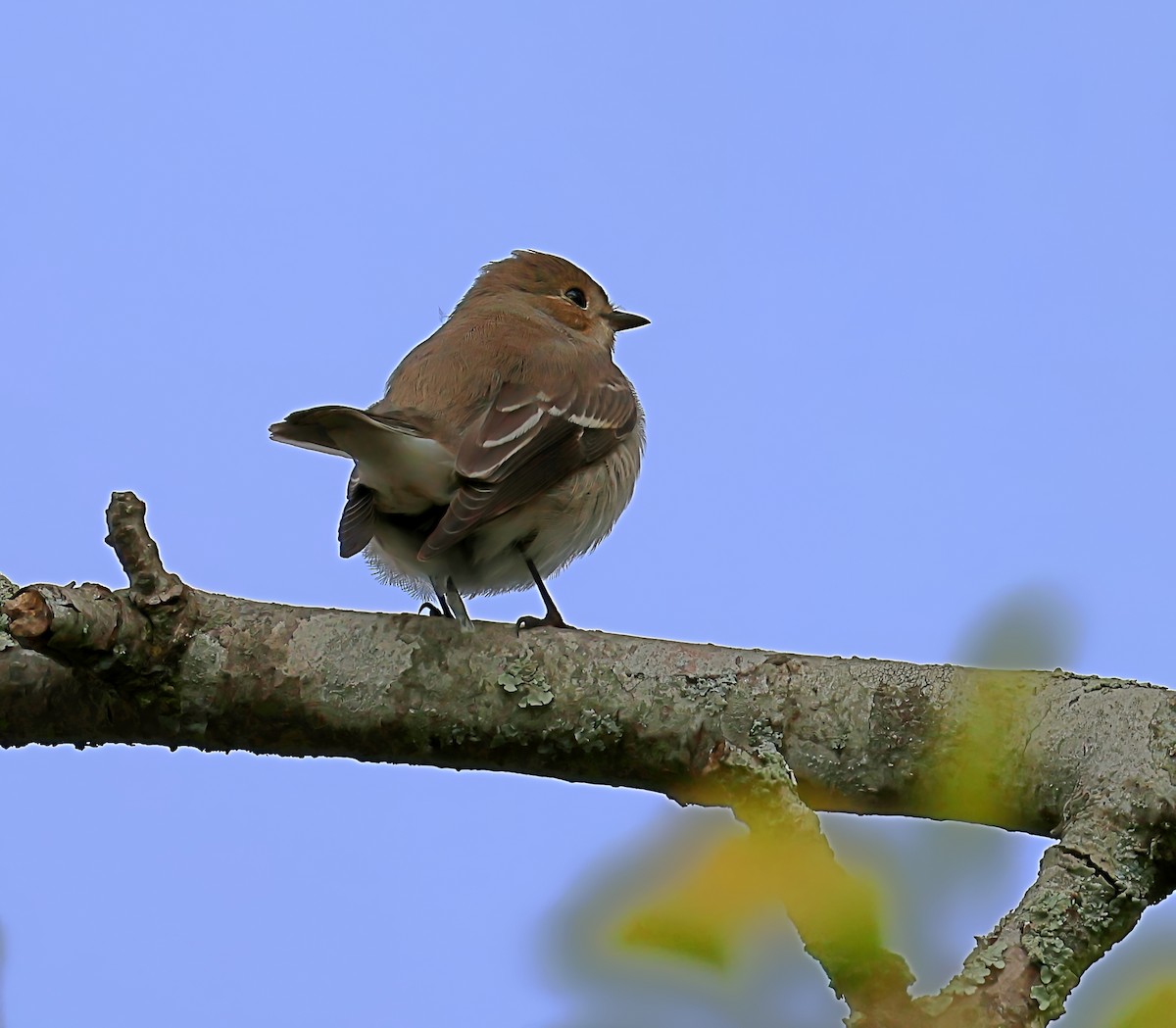 European Pied Flycatcher - Joao Freitas