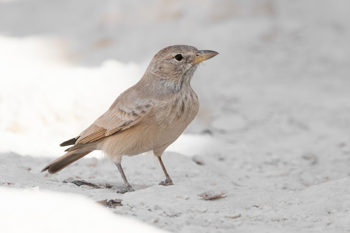Desert Lark - ML642904517