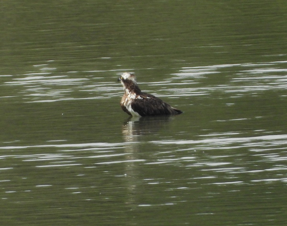 Osprey - ML642904519